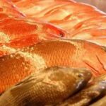 fish.jpg