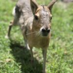 exotic-petting-zoo-in-orlando-4405.jpg