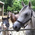 mobile-petting-zoo-in-port-orange-2174.jpg