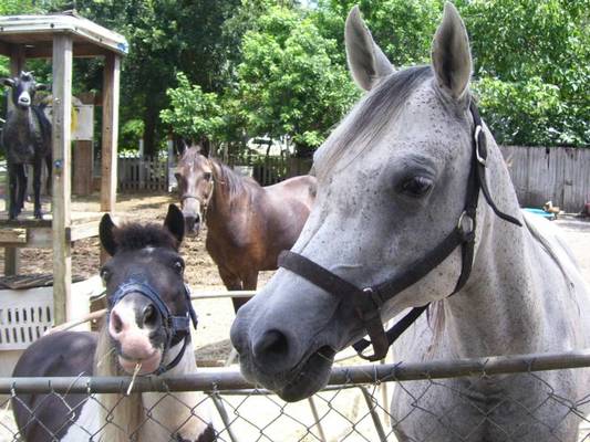 mobile-petting-zoo-in-port-orange-2174.jpg