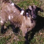 mobile-petting-zoo-in-port-orange-2171.jpg