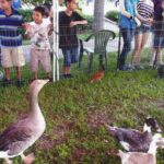 mobile-petting-zoo-in-port-orange-2172.jpg