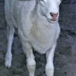 mobile-petting-zoo-in-port-orange-2175.jpg