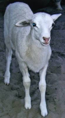 mobile-petting-zoo-in-port-orange-2175.jpg