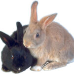 mobile-petting-zoo-in-port-orange-2176.jpg