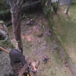 Tree-Services-Volusia-County-e1444797072533.jpg