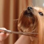 best-in-show1.jpg