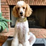 at-your-bark1.jpg