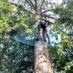 aim-tree1.jpg